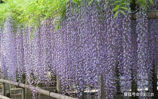 日本多花紫藤熊野