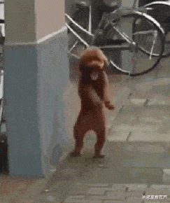 下面这位大哥的指挥动作,堪称世界一流,估计是从黑猩猩那学来的!