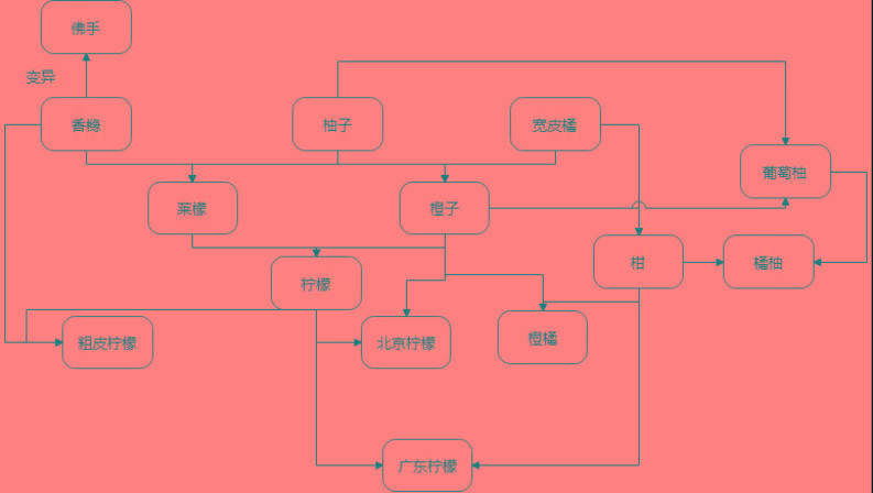 柑橘家族的演变史(图片来源:作者提供)