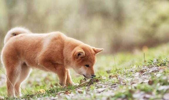 比柴犬还可爱的豆柴犬,适合喜欢小型犬的女孩子