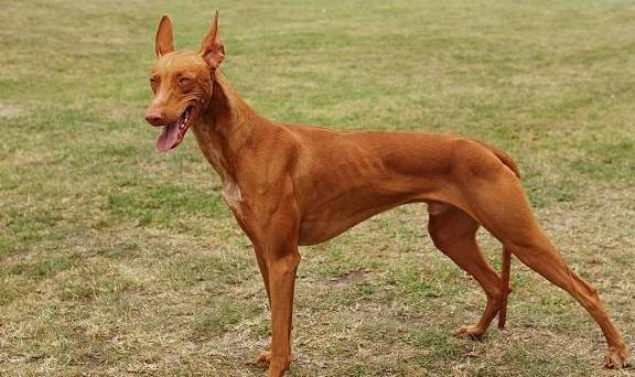 法老王猎犬丨大耳朵大长腿,被人戏称为"兔子狗"