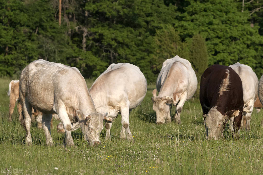 6.海福特牛比利时蓝牛原产于比利时,是世界上最强壮的牛.