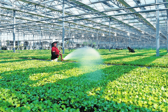寿光蔬菜为何能一直担当"国民农业之光?