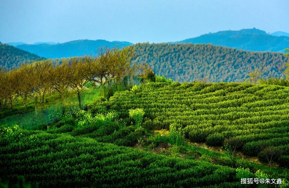 走进最美茶园:悠然南山催新芽,江南溧阳白茶香_生产