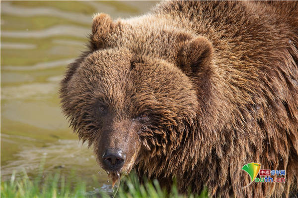 英国动物园棕熊从冬眠苏醒外出活动嬉戏玩耍