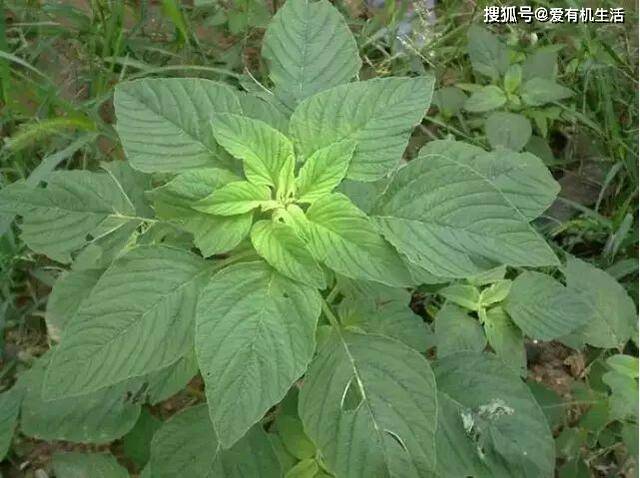 原创清明过后,很多人不知道,这10种野菜还能吃,你认识几种?