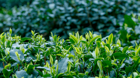 明前茶与雨前茶的区别值得收藏