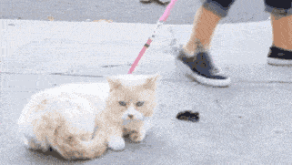 狗哥,我们好说好商量 以后我的零食分你一半 哦不,全都给你 我们回家