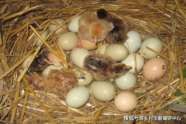 孵化影响雏鸡的品质