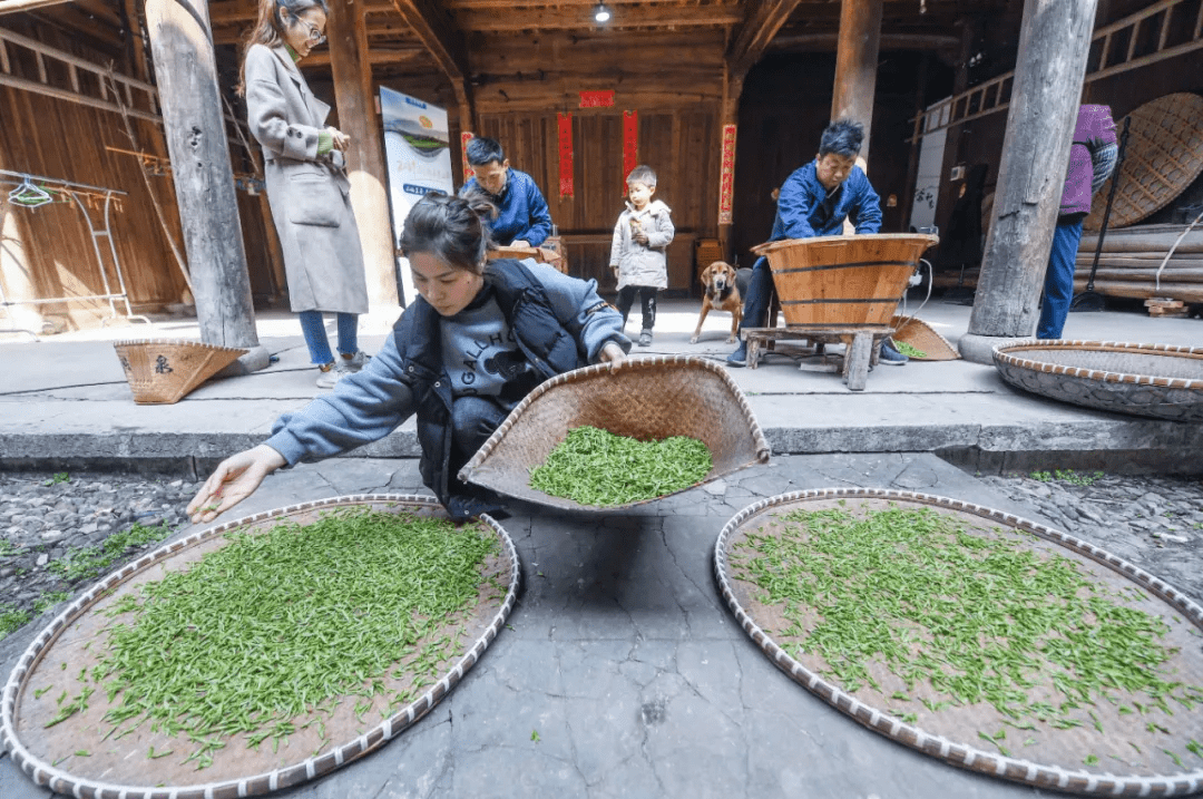 原创城西"茶三角"明天有一场炒茶赛,观战去不,新茶随便喝!