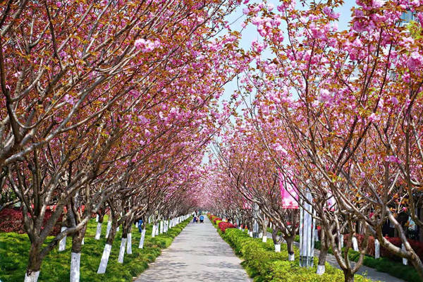 上海晚樱盛开高东樱花园人满为患居然还有的在吃樱花
