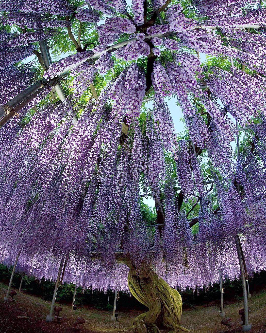 原创摄影图片欣赏:日本足利花卉公园的"紫藤花物语"