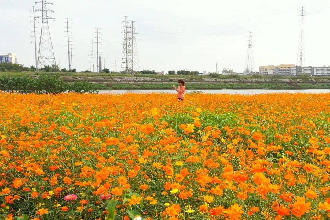 惊艳全国三水芦苞花海登上央视快来打卡同款美景