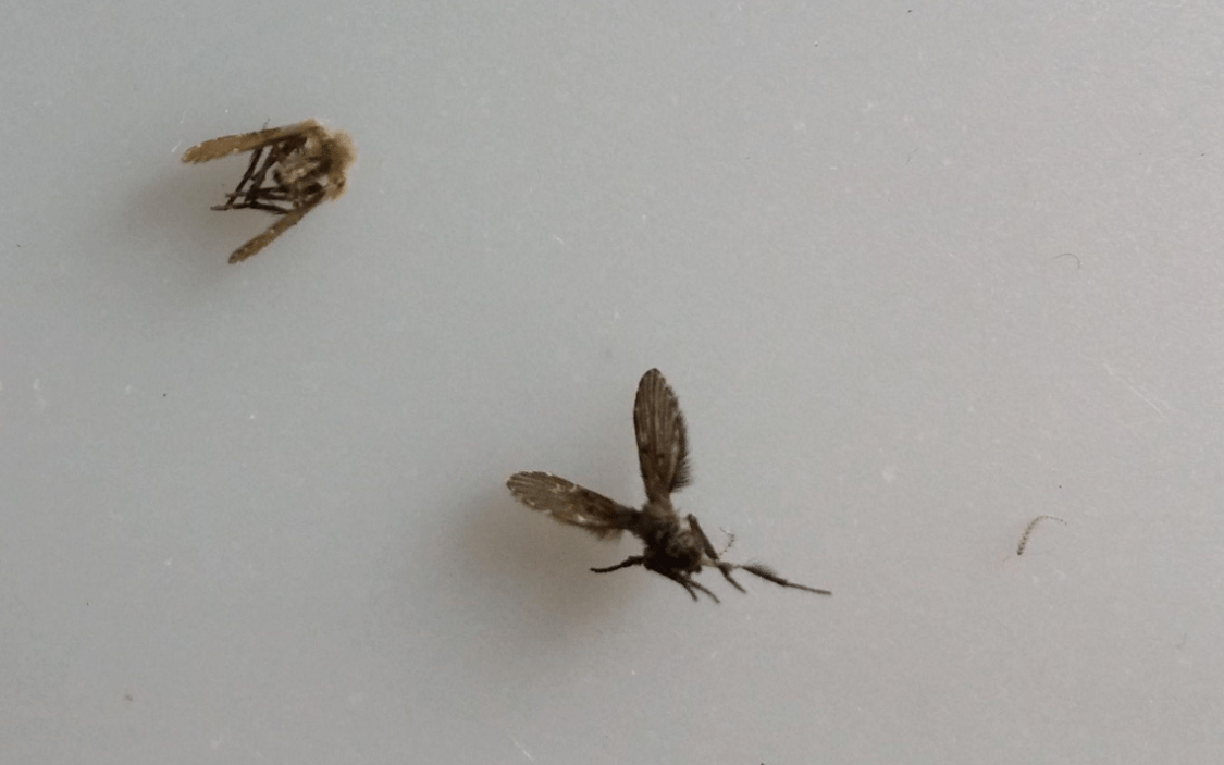 原创卫生间潮湿,会有很多小飞虫,大家有什么妙招可以解决?