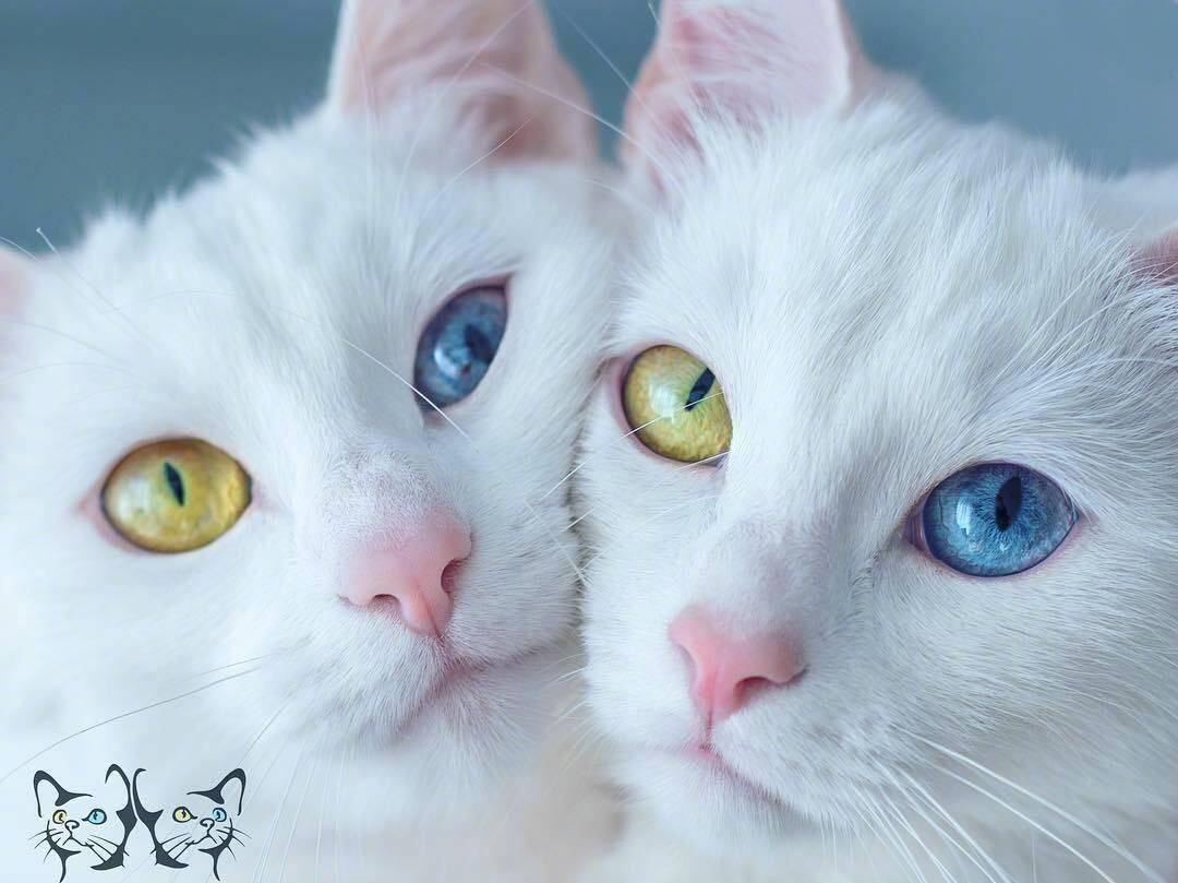 异瞳双胞胎猫咪,你们的盛世美颜,惊艳时光!