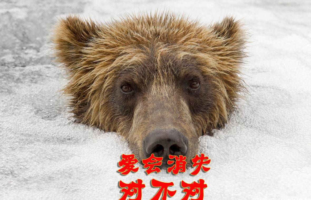 俄军射杀棕熊事件:别急着"熊熊那么可爱",澳大利亚更狠
