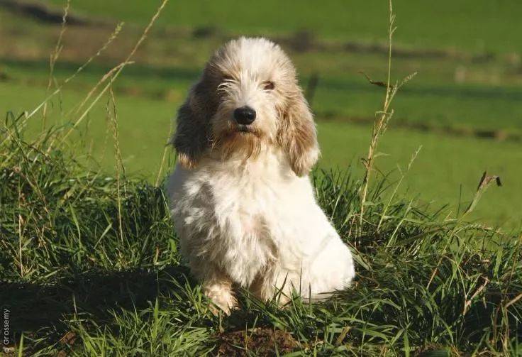 起源于法国旺代地区,1947年,这种犬的一些特性由法国育种专家固定下来