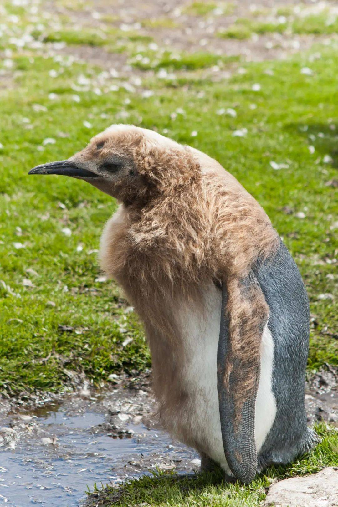 原创王企鹅宝宝像猕猴桃一样可爱但进入脱毛期之后样子就变尴尬了
