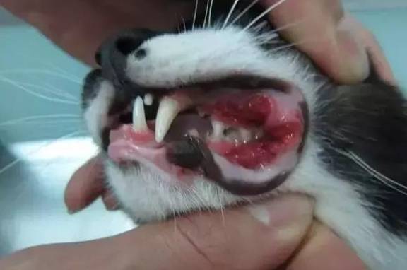 到了有结石阶段时 牙齿结构将受到破坏 猫咪牙龈炎(口炎)常见症状 1