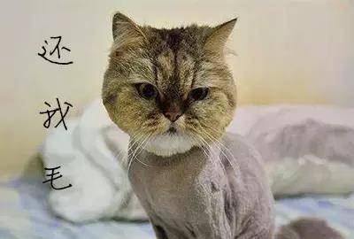 猫咪掉毛的悲伤