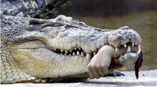 鳄鱼吃人图片 鳄鱼,最厉害的死亡翻滚,人类葬身它的口下,极其残忍.