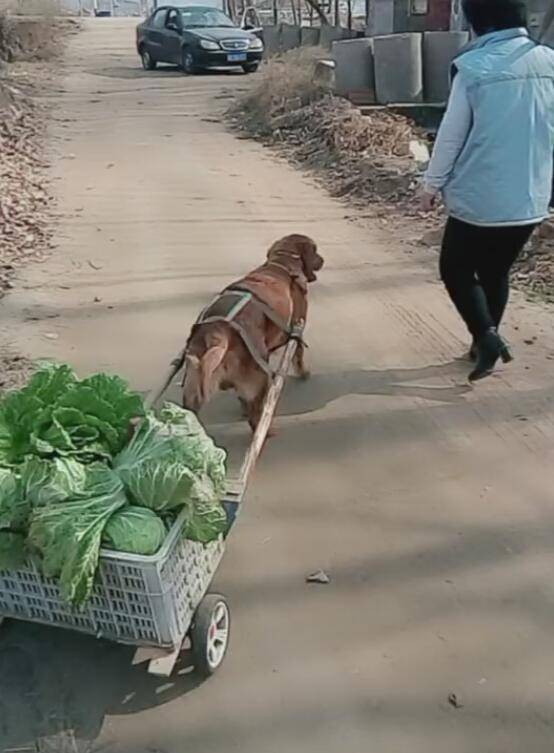 狗狗用车帮主人拉菜,一次拉近五十斤,累到不停喘大气!