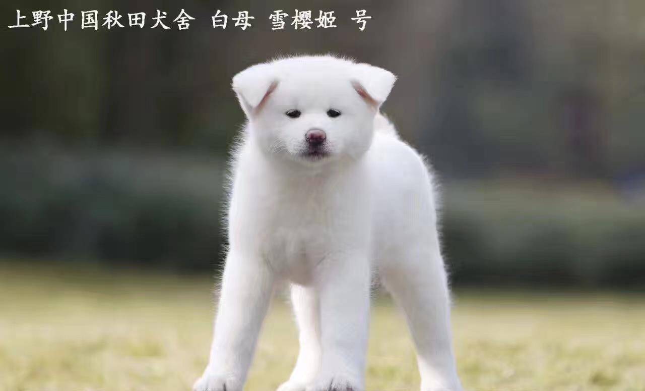 秋田犬白色品种