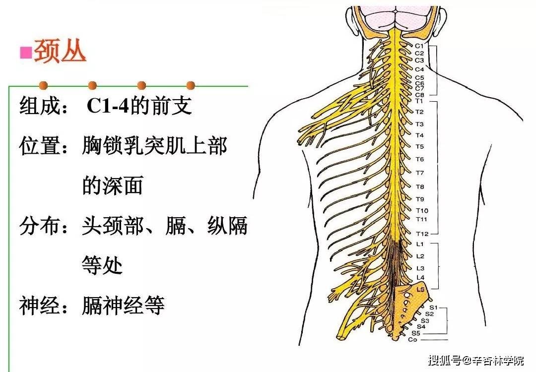 结构分解,附上""广中医"颈椎整脊手法教学【扁鹊谷分享】_脊神经