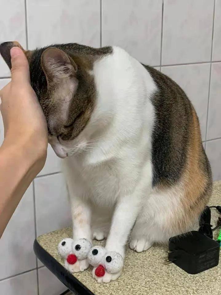 这哪只猫猫的山竹爪,咋还长眼睛了捏?
