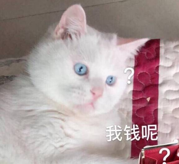 猫咪手里藏了东西不给主人看,看它的表情亮了!