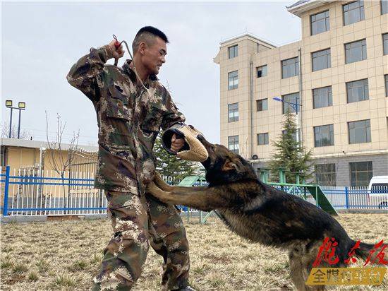 合格的警犬是怎样练成的?_训导员