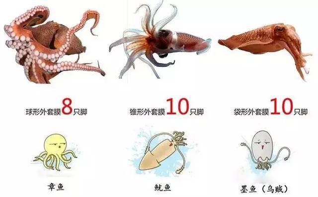 为何科学家认为章鱼是外星生物?9个大脑2个心脏,还有一身怪本领!