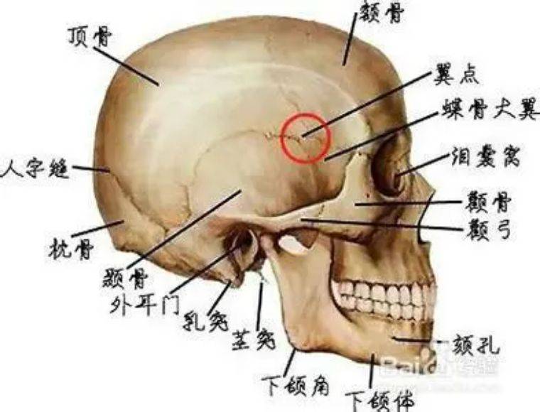 这个位置正好也是颅顶骨,额骨,蝶骨及颞骨的交汇之处.