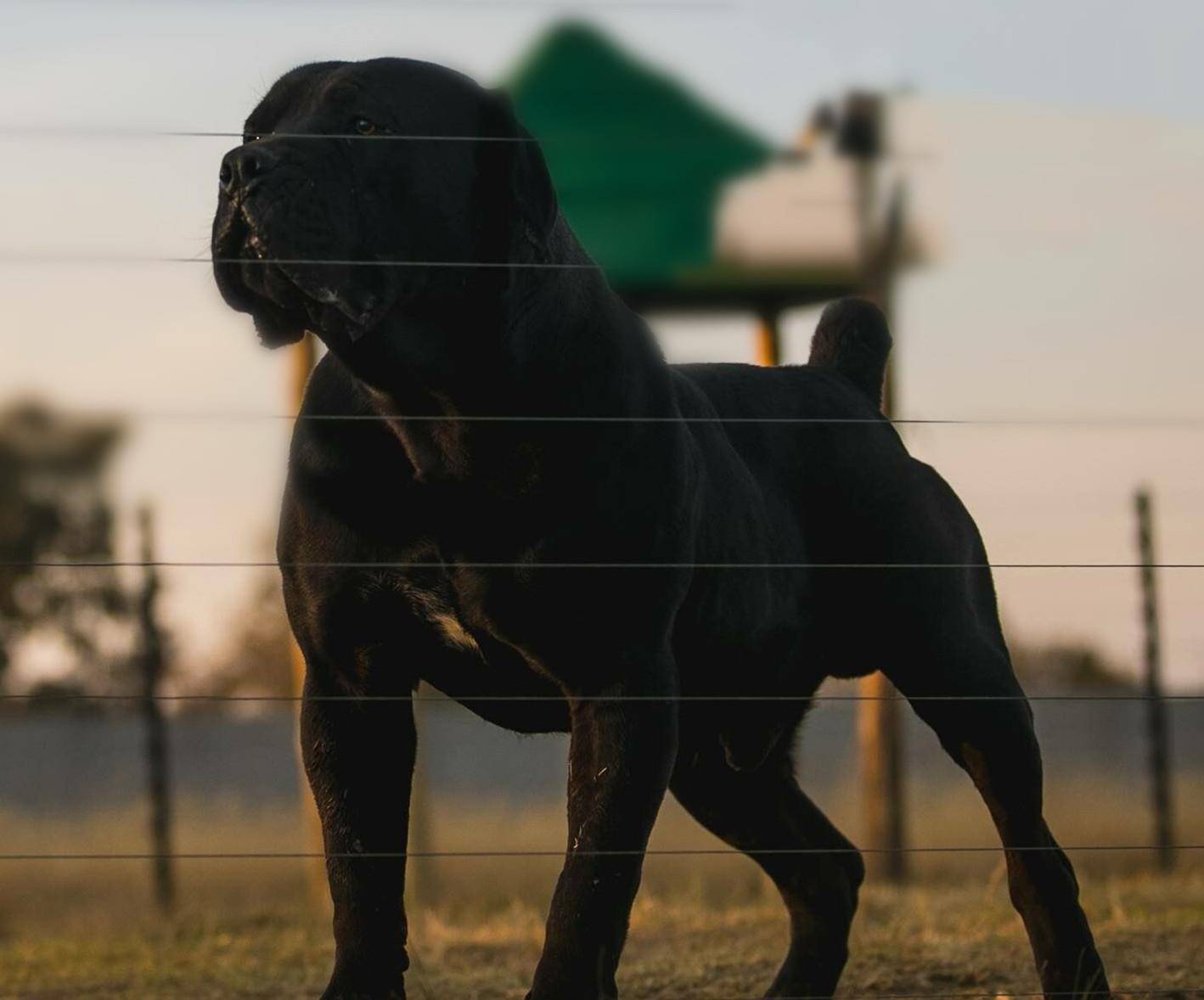 给全世界各类名犬种做一个小归类,只涉及热门犬种 可能此归类也不能