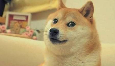 男子正教育柴犬,低头一看人都傻了:你是表情包成精吗