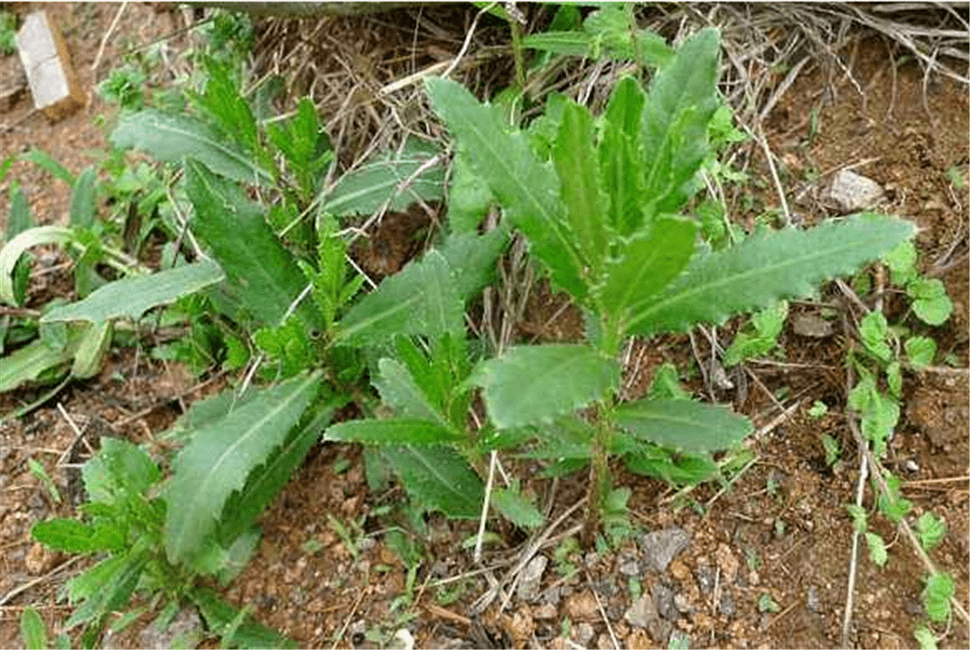 原创野外1常见草药,因会刺痛皮肤,常被当害草除掉,殊不知纯属浪费