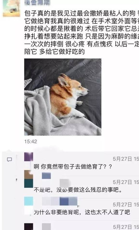 原创给狗狗做个绝育,差点没被朋友圈的人骂死!