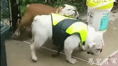 406_229gif 动态图 动图