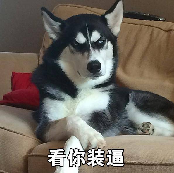 哈士奇——狗界的颜值担当,随手一拍就是一张表情包