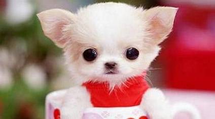 原创茶杯犬是怎么出现的?了解后,网友:我以后不会买茶杯犬了!