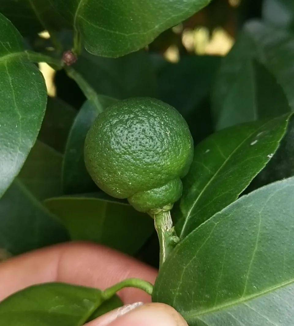 柑橘常见的三类畸形果激素920过量缺硼造成的吗