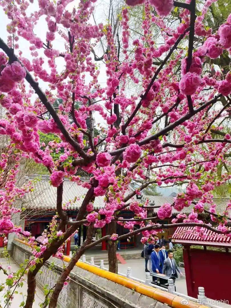 四月京城最美的风景!京城独有!百花春意浓,一花一世界