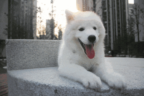 从前喜欢体型小的狗狗,一蹦一跳的跟在主人后面,抱在怀里非常可爱~不