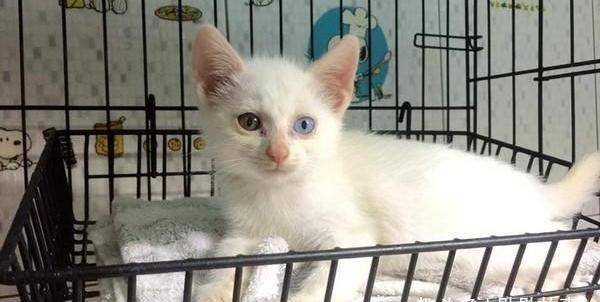 收养了一只脏兮兮的流浪猫,一年后变美丽异瞳猫,网友