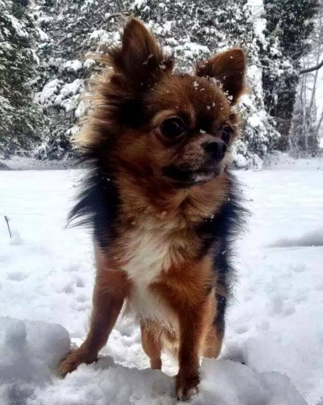 最凶猛的五种小型犬排名,博美落榜,第一名单杀巨兽