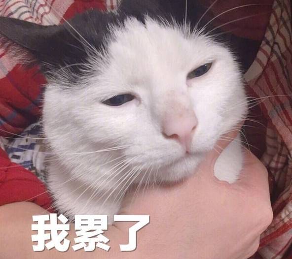 搞笑动图:老猫不发威你当我是hello kitty啊!