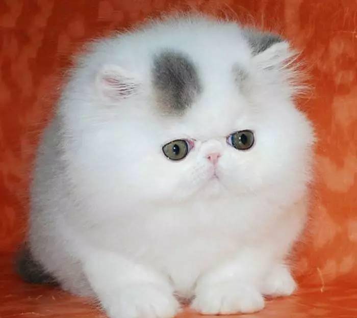 每日一猫:异国短毛猫,可爱到萌死人的加菲又回来了