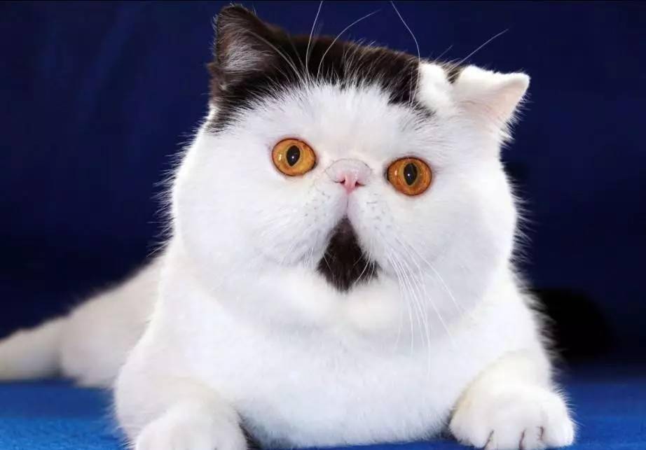 每日一猫:异国短毛猫,可爱到萌死人的加菲又回来了