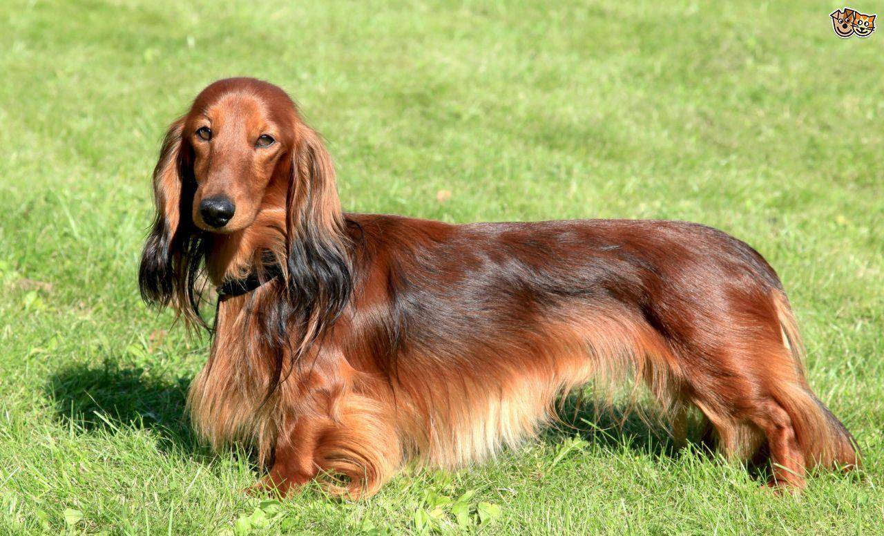 腊肠犬原产于德国,现遍及世界各地.腊肠犬在所有狗种中是比较好养的.
