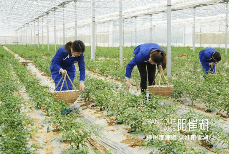阳雀湖樟树港辣椒领